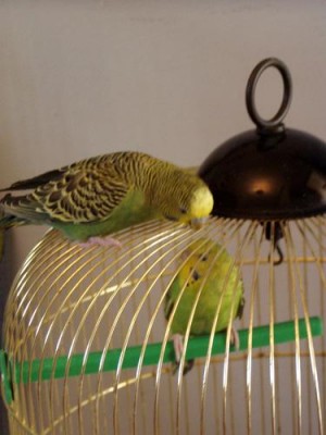 ללו וססי הגוזלים שבקעו אצלי (שנמסרו גם הם)