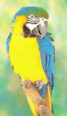 ara-blue-yellow-240x416.jpg