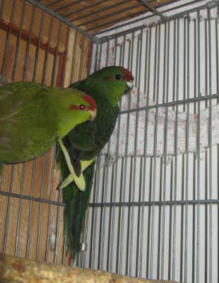 זוג מהגוזלים