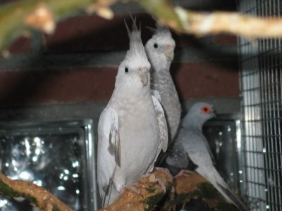 ותור יהלום9.JPG