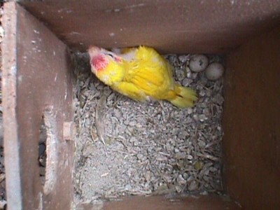 קקריקי צהוב12.JPG