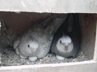 וייט פייס על ביצים13.JPG