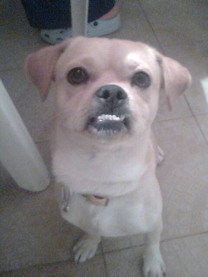 טוטו המצ'וקמקי