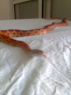 קילר הבן של בלנקו