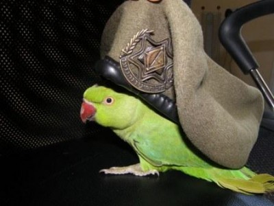 רגע.. או! עכשיו הכומתה יושבת טוב!