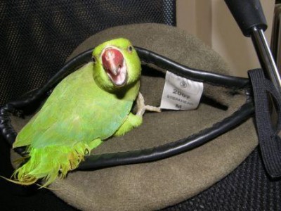 נראה אותך מתקרבת כדי לקחת ממני את הכומתה!!