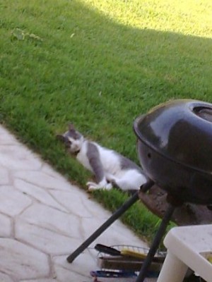 שלג החתול המהמם <br />לא מצאתי את טייגר