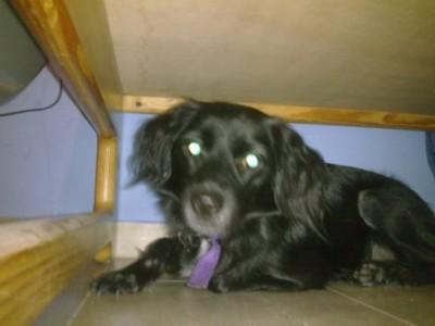 זאת דונה מתחת למיטה שלי lol