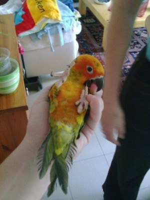 קוני לפני חודשיים