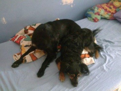 פינצי ודונה שתי חמודות