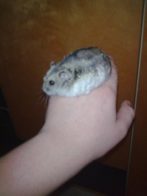 אוגי האוגר  אוגה לא בראש שלה לצאת היום