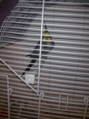 זה קוקי הקוקוטייל של אח שלי <br />יש לא בעיית עור (מי שמצליח לראות