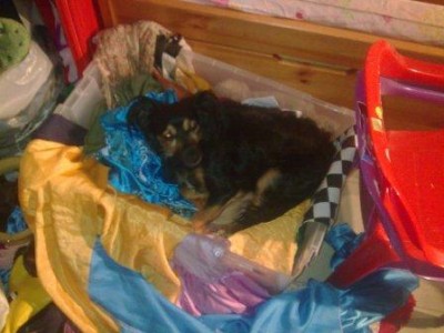 פינצי בארגז תחפושות של אחותי