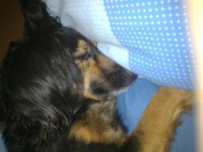 פינצי בשעת לילה מאוחרת ישנה על המיטה שלי(פשוט לאכול אותה)