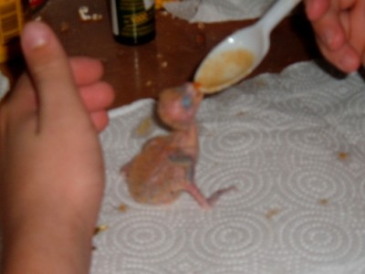 ציפור אהבה אוכל