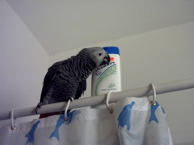 טופי בפרסומת לשמפו.JPG