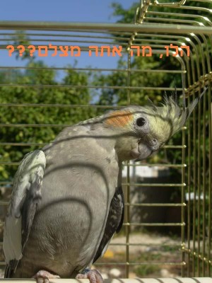 הבחור הסקרן