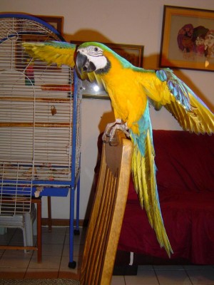 זאזולינה  בת 8 חדשים 002.jpg