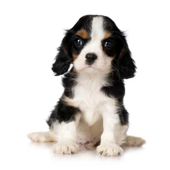 Cavalier%20King%20Charles%20Spaniel%20Puppy.jpg