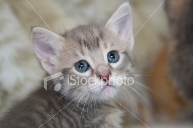 ist2_4361370-gray-tabby-kitten.jpg