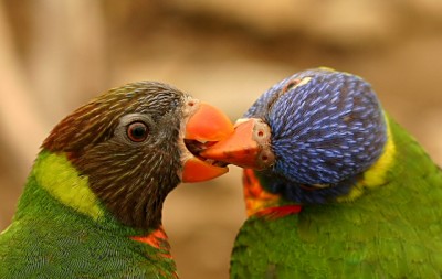 2_colorful_parrots.jpg