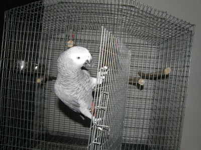 koko.JPG