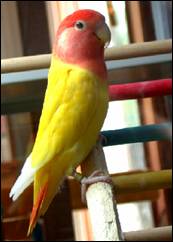 060531_102404-279_GreenOpaline-ino[1].jpg
