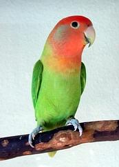 060531_101336-246_GreenOpaline3[1].jpg