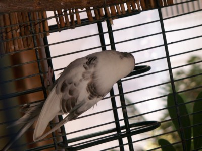 תוכון אחרון