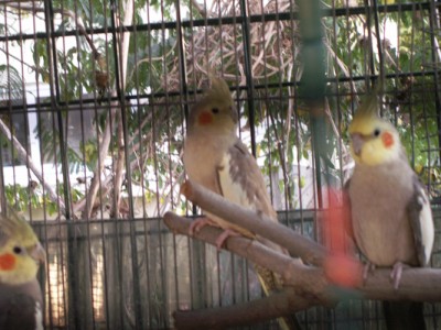 קוקוטיילים