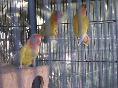 פיץ' פייס (ציפורי אהבה) - יש גם ירוקים וגם לוטינו