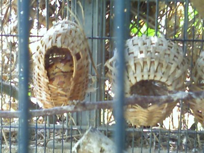 הנחש בתוך הסלסלה