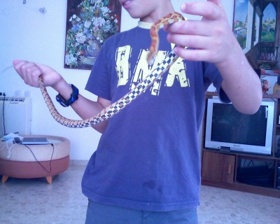 נעם עם הנחש