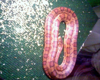 והנחש חוזר למקומו הטבעי בטרריום