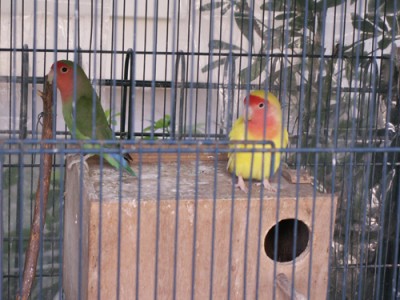 פיץ' פייסים