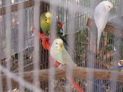 התוכונית הראשונה שלנו שהחלה בכל השושלת (התחתונה ביותר בצבע ירוק-צהוב בהיר מאוד)