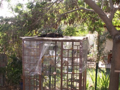 ולילה החתולה שבחרה מקום שינה מקורי