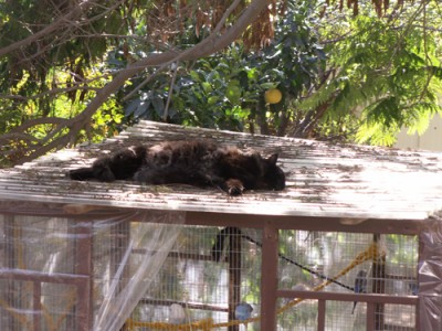 ניחוש אחד למה קוראים לה לילה :)