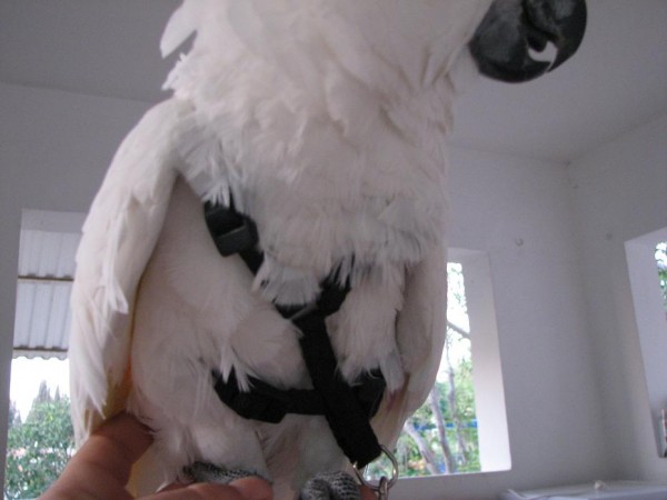 ככה נראת הריתמה על הבטן