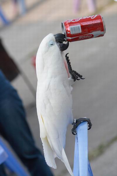 קוקה קולה,פססס.. אהההה