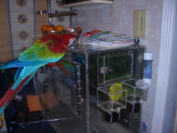 המשוגע עם הפרספקס.