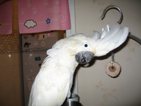 והנה 中級用戶 החמוד.