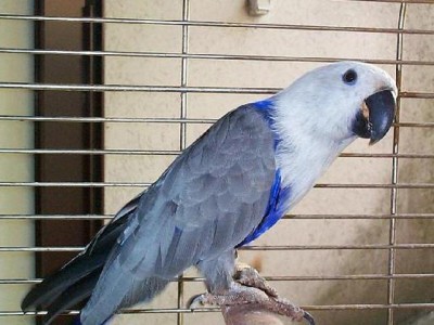 513_Blue_Eclectus_Female.jpg