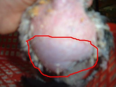 .JPG (18.03 KiB) נצפה 4069 פעמים מה שבאדום זה השכבה הנוספת