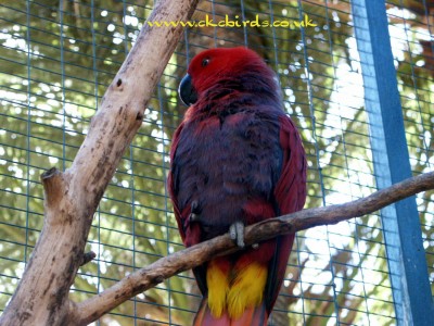 Vos%20Eclectus%20demale.jpg