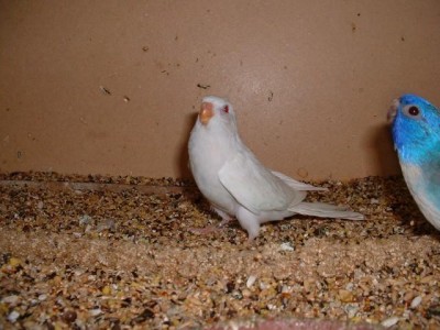 ספלנדיד אלבינו