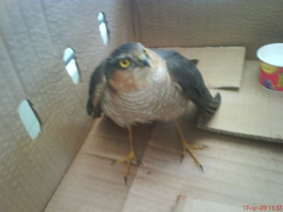 הכנף הימנית נראית קצת שמוטה , אך היא לא שבורה