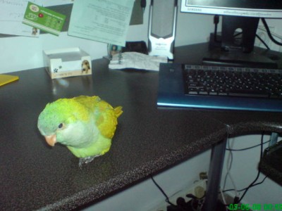 תמונה קצת ישנה, פה הוא בן שלושה חודשים בערך