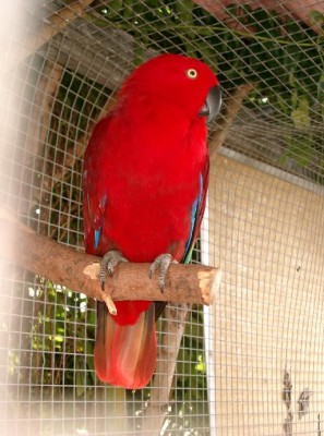 513_Eclectus_cornelia_Female.jpg