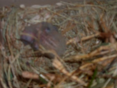 DSCF5540.JPG (53.34 KiB) נצפה 6965 פעמים גוזל